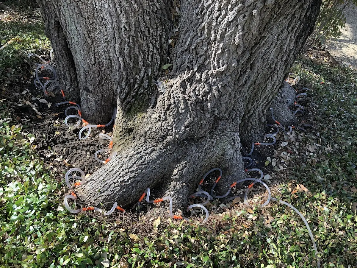 Detailed Tree Cabling and Bracing job site in Strong City