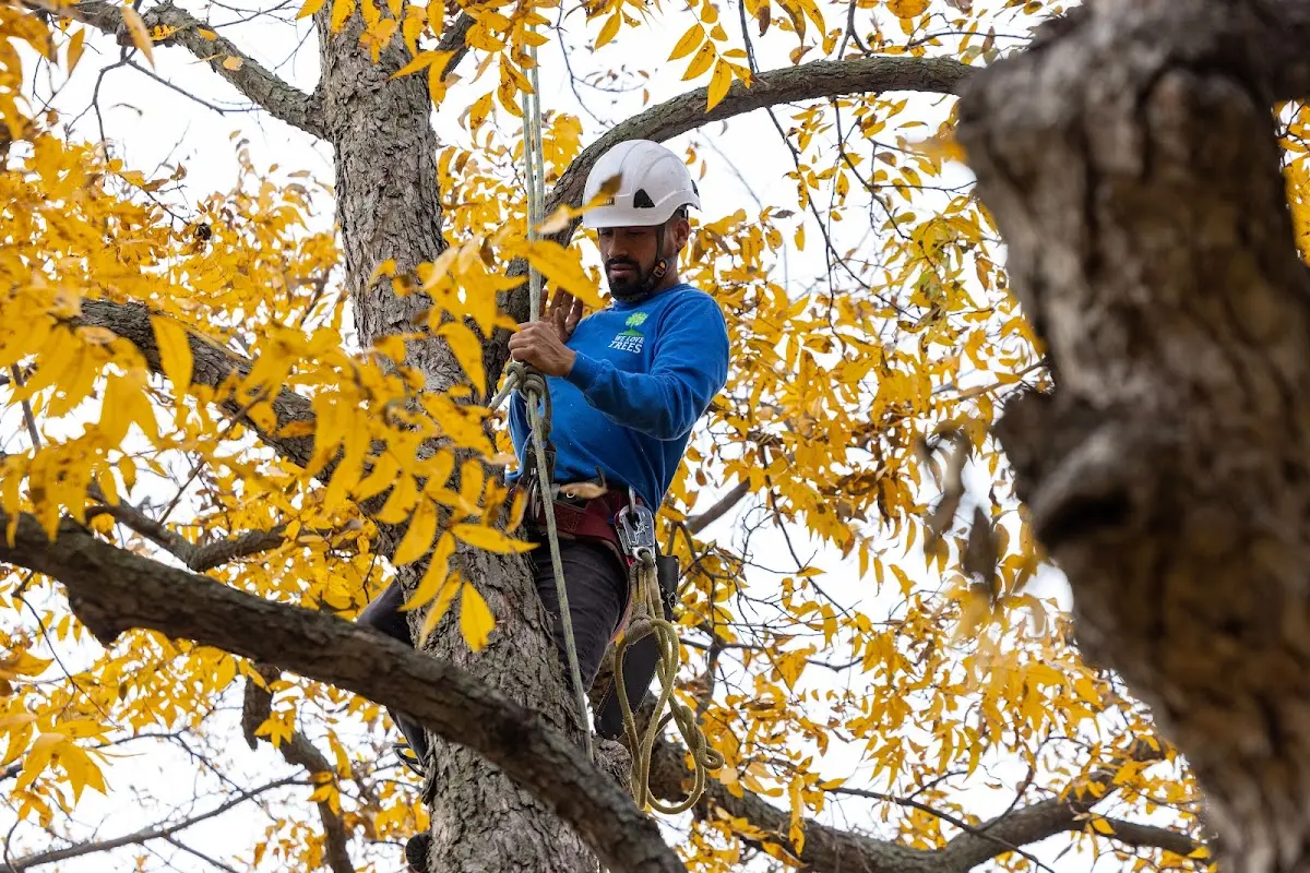 Skilled Tree Trimming crew working in Strong City