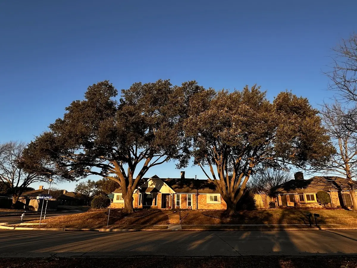 Established residential canopy tree shading a home in Strong City